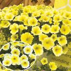 花苗ペチュニアビーズニーズPVP2株