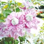 ショッピングクレマチス 花苗 クレマチス ジョセフィーヌ 1株