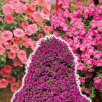 花苗ペチュニア巨大ペチュニアセット...