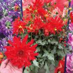 花苗ダリアラベラマジョーレファンエ...