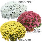 花苗 デンドランセマセット 3種3株