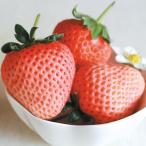 ショッピング桃 イチゴ苗 桃薫PVP6株