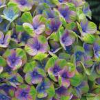 アジサイ 苗 マジカルコーラルブルーPVP 1株 紫陽花苗 花木苗 国華園