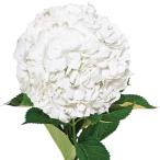 アジサイ 苗 マダムバンホーテン 1株 紫陽花苗 花木苗 国華園