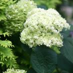 アメリカアジサイ 苗 ライムのアナベルPVP 1株 紫陽花苗 花木苗 国華園