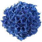 花木苗 アジサイ マリンシュシュ 品種登録出願中 1株