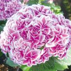 アジサイ 苗 旭日昇天PVP 1株 紫陽花苗 花木苗 国華園