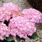 ショッピングひな祭り アジサイ苗 ひな祭りルナ 1株