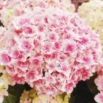 アジサイ 苗 竜宮（品種登録出願中） 1株 紫陽花苗 花木苗 国華園