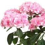 アジサイ 苗 バロニーピンク 品種登録出願中 1株 紫陽花苗 花木苗 国華園