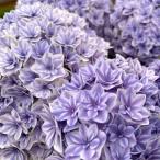 アジサイ 苗 カノン 1株 紫陽花苗 花木苗 国華園 爆買