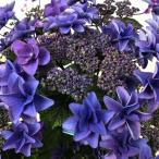 アジサイ 苗 ポージィブーケ ミミ ブルー 1株 紫陽花苗 花木苗 国華園