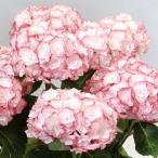 アジサイ 苗 エンジェリカ 品種登録出願中 1株 紫陽花苗 花木苗 国華園