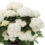 花木苗 アメリカアジサイ アナベル フラワーフル 1株