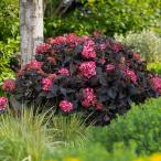 ショッピングアジサイ 花木苗 アジサイ エクリプス 1株