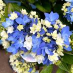 ショッピングアジサイ 花木苗 アジサイ 星あつめPVP 花付き 1株