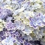 アジサイ 苗 万華鏡PVP 花付き 1株 送料込み 紫陽花苗 花木苗 国華園