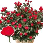 ミニバラ苗四季咲き性ゼプティPVP...