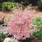 モミジ 苗 テイラー 1株 花木苗 国華園