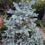 ショッピング花 花木苗 ピセアプンゲンスホプシー 1株