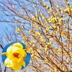 ロウバイ 苗 満月ロウバイ 1株 花木苗