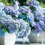 アジサイ 苗 ラグランジア(R) クリスタルヴェール2 品種登録出願予定 1株 PW 紫陽花苗 花木苗 国華園