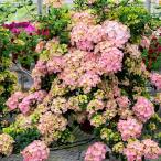 アジサイ 苗 ラグランジア(R) オーロランジュ 品種登録出願予定 1株 PW 紫陽花苗 花木苗 国華園 爆買