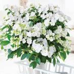 アジサイ 苗 ラグランジアR ブライダルシャワー（品種登録出願中）1株 PW 紫陽花苗 花木苗 国華園