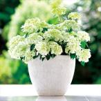 アジサイ 苗 ラグランジア(R) シャンデリーニ 品種登録出願中 1株 PW 紫陽花苗 花木苗 国華園