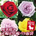バラ 苗 四季咲き大輪＆中輪バラ福袋 3株 薔薇苗 花木苗 国華園