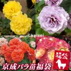 バラ苗 京成バラ苗福袋 2株