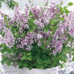 姫ライラック 苗 フラワーフェスティバル パープル 1株 花木苗 国華園