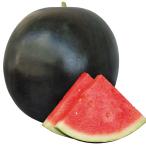 接木野菜苗 種なしス�