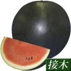 接木野菜苗 大玉スイカ 接木F1くろあますいか 16株
