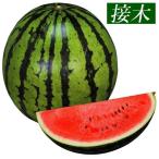 接木野菜苗 中玉スイカ 接木F1ハッピースイート 16株
