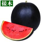 接木野菜苗 小玉スイカ 接木F1黒ポン 16株