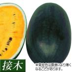 接木野菜苗 小玉スイカ 接木F1ハニークリーム 16株
