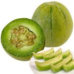 接木野菜苗メロン接木F1アップリー12株