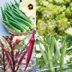  реальный сырой овощи рассада абельмош выгодная покупка абельмош комплект 4 вид 16 АО set собственный корень рассада ....... страна ..