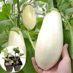  контактный дерево 4 полосный pot овощи рассада nas контактный дерево 4 полосный F1..-.. баклажан (R) 4 АО ......... страна ..