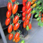  вид овощи .. мини помидоры F1larum конфеты 1 пакет (5 шарик ) супер . производство .... вид страна ..