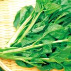 種 野菜たね 健康野菜 ツルムラサキ 青茎 1袋（4ml） 