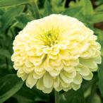  вид цветок .. 100 день . крем желтый 1 пакет (1000mg)