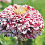  вид цветок .. 100 день . pop искусство белый красный 1 пакет (100mg)