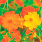  вид цветок .. Cosmos желтый цвет Cosmos 1 пакет (1000mg)