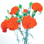 種 花たね カーネーション マゼンタ 1袋(200mg)