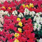 ショッピング金魚 種 花たね キンギョソウ 矮性金魚草混合 1袋(100mg)