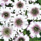  вид цветок ..pechunia Alba 1 пакет (20 шарик )