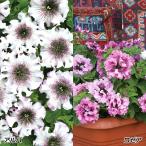  вид цветок ..pechunia огромный колесо комплект 2 вид 2 пакет 