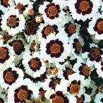  вид цветок ..kore OP Cisco rusko крем красный 1 пакет (25 шарик )